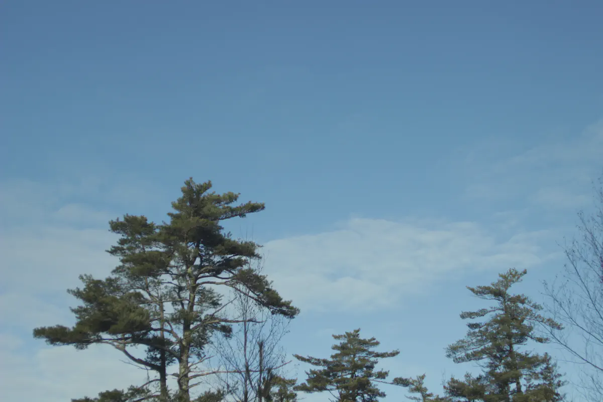 Pine branches against a blue winter sky in Fall River