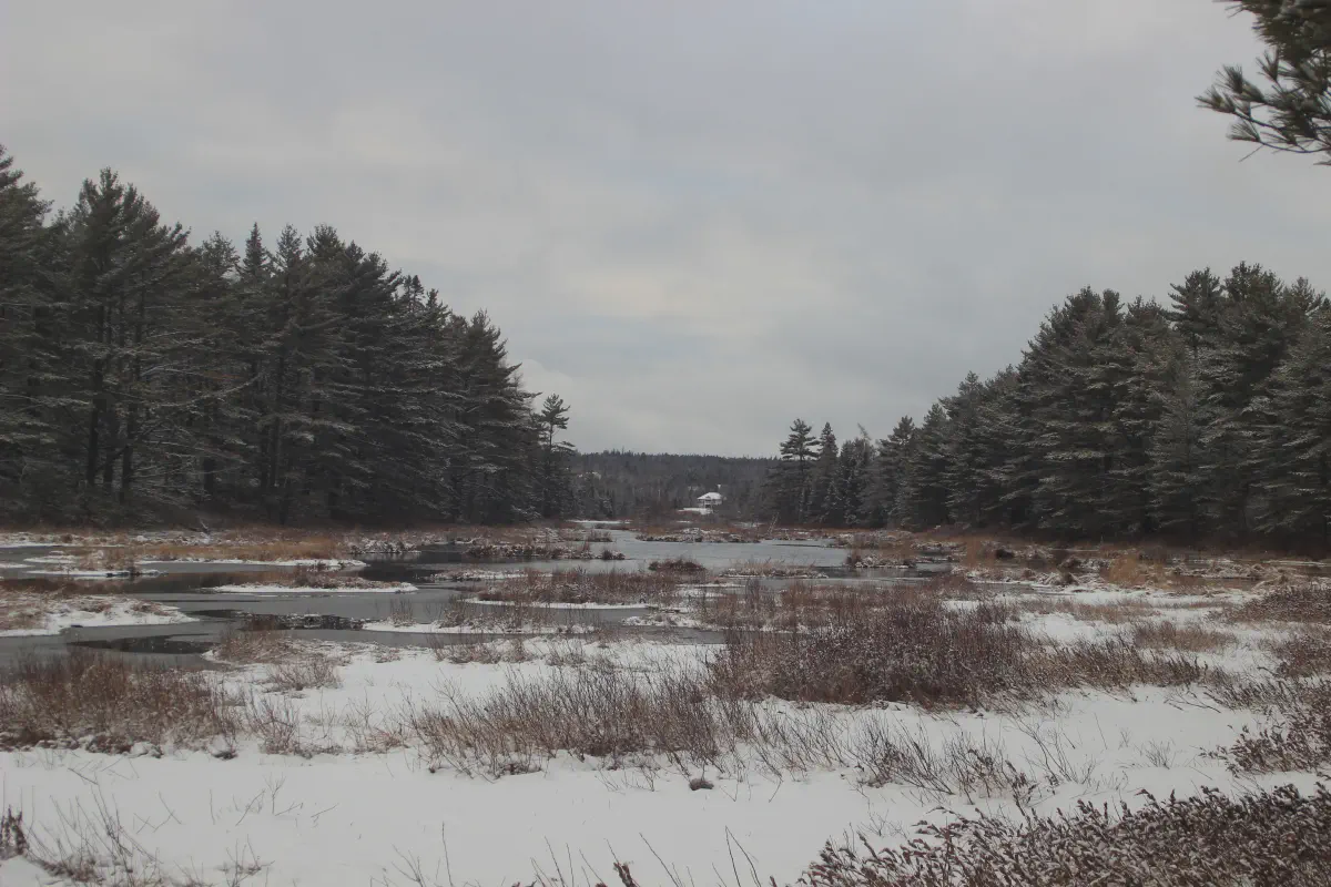 A snow-covered meadow edged by forest in Fall River