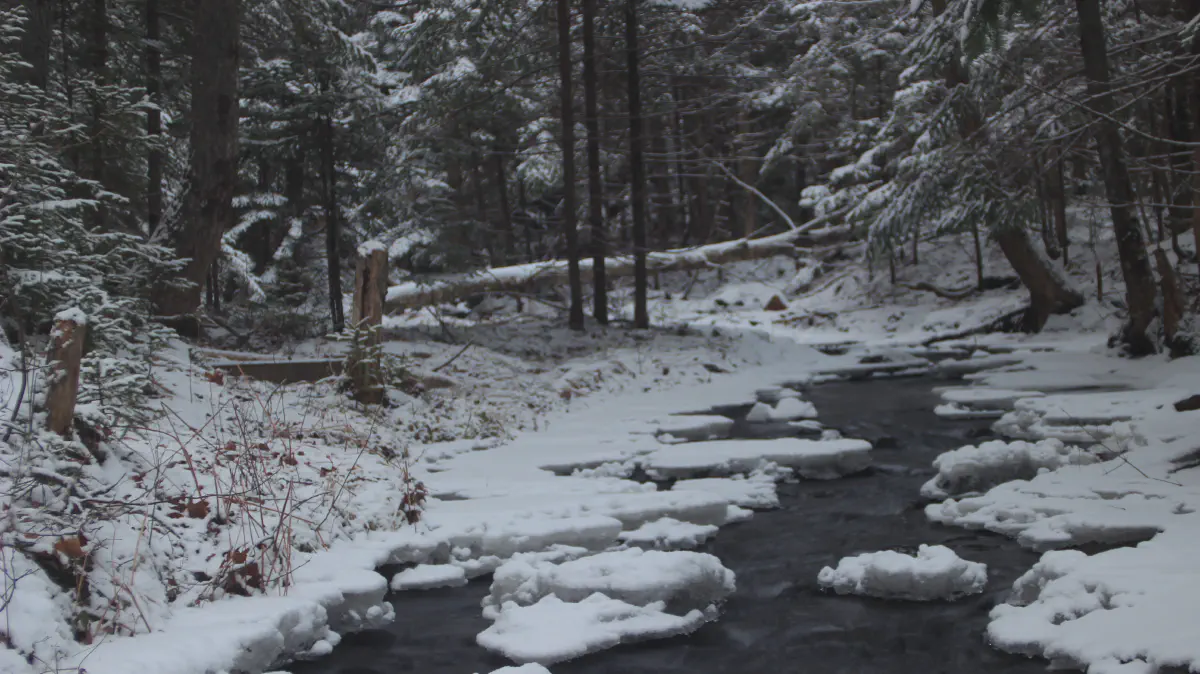 A stream running through a snowy forest in Fall River